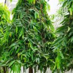 Ashokchhal churna for women